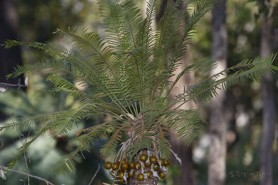 Image of Cycas armstrongii Miq.