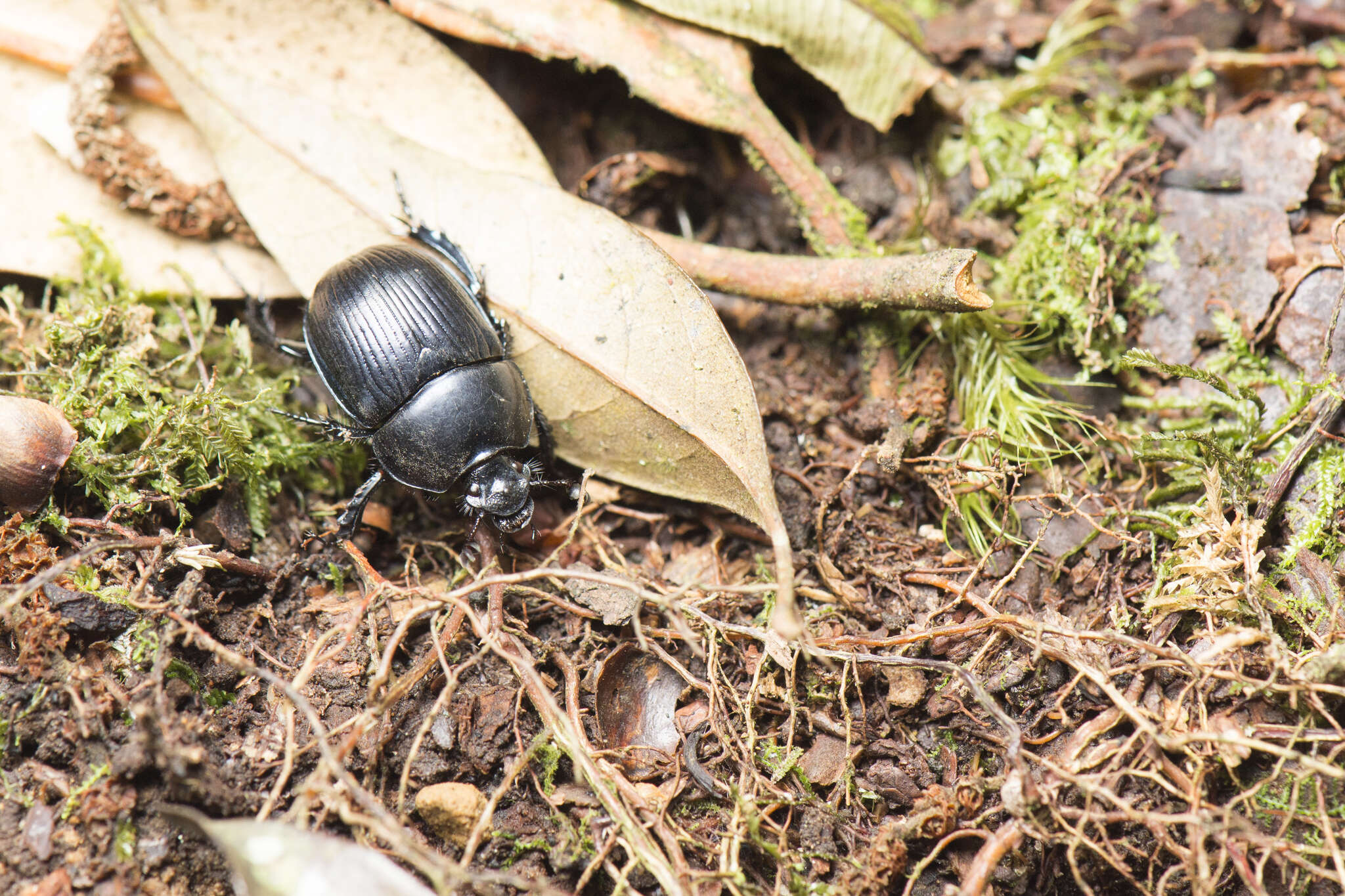 Слика од Phelotrupes (Sinogeotrupes) insulanus (Howden 1965)