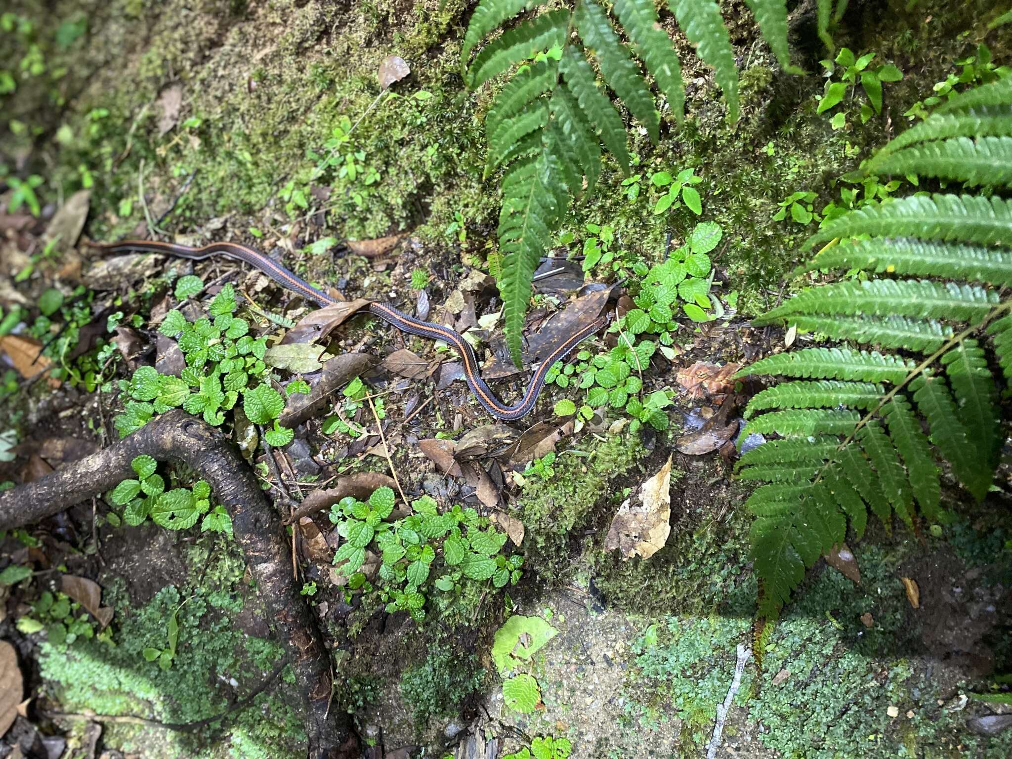 Calliophis intestinalis lineatus (Gray ex Gray & Hardwicke 1835)的圖片