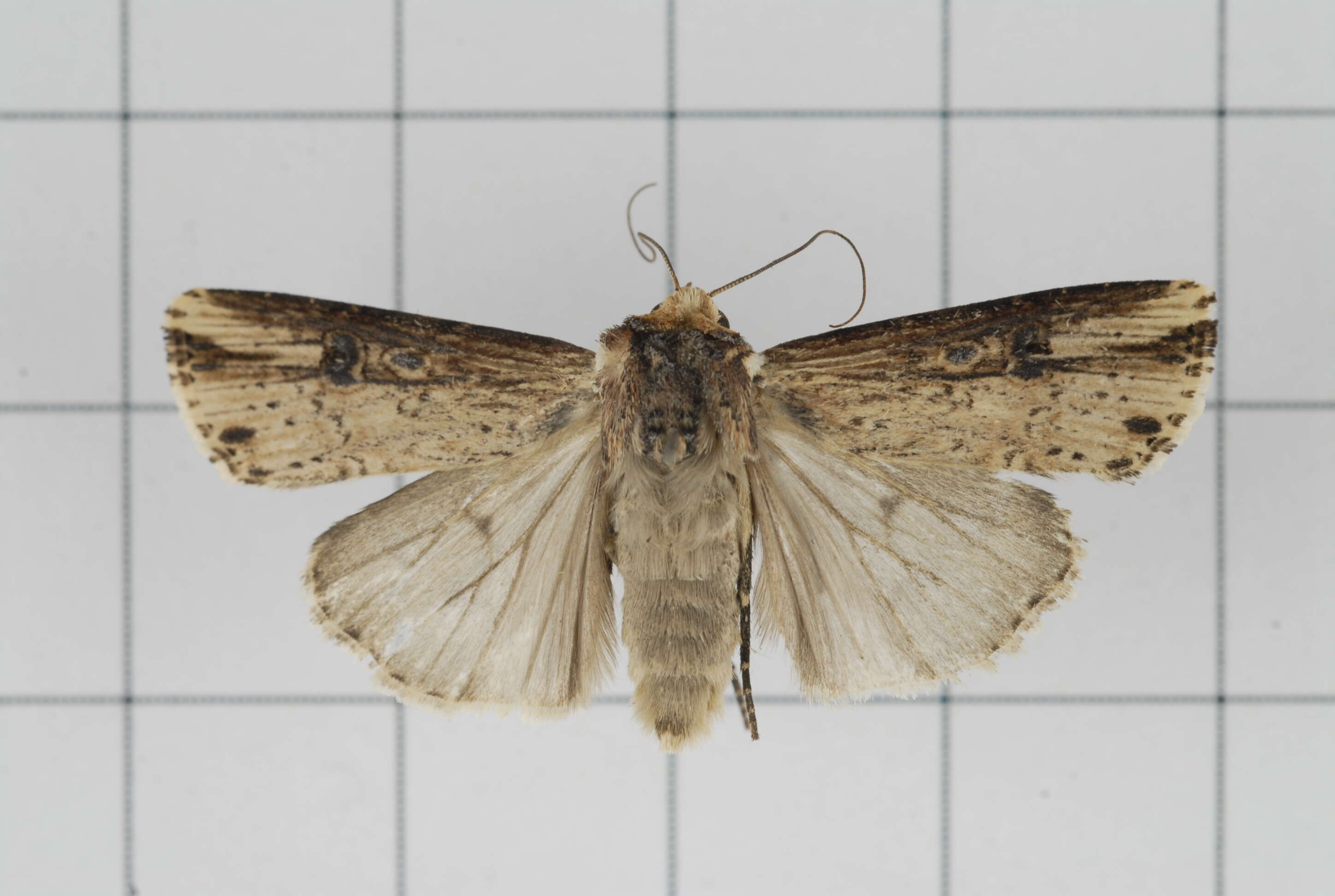 Image de noctuelle putride