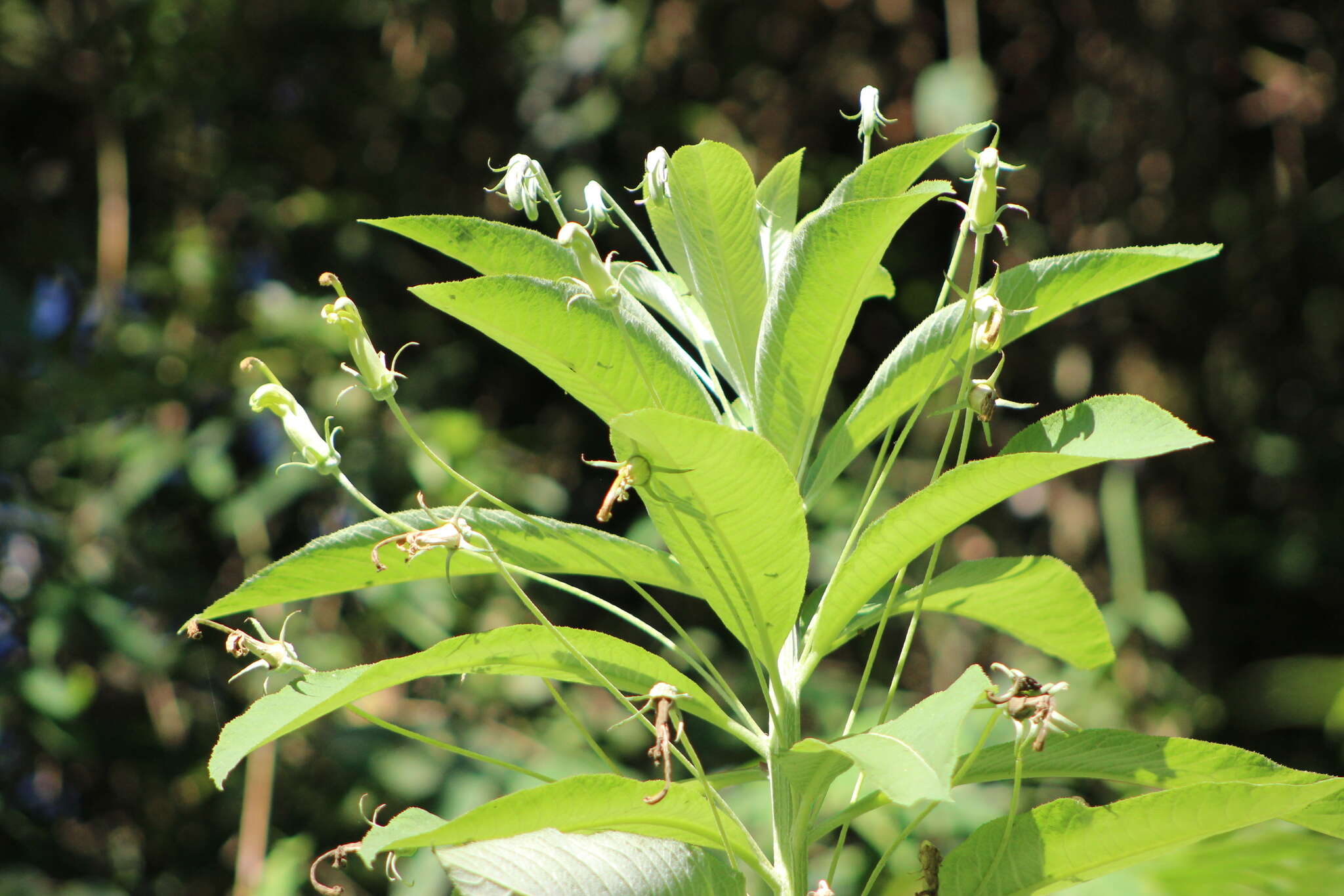 Image of Siphocampylus umbellatus (Kunth) G. Don