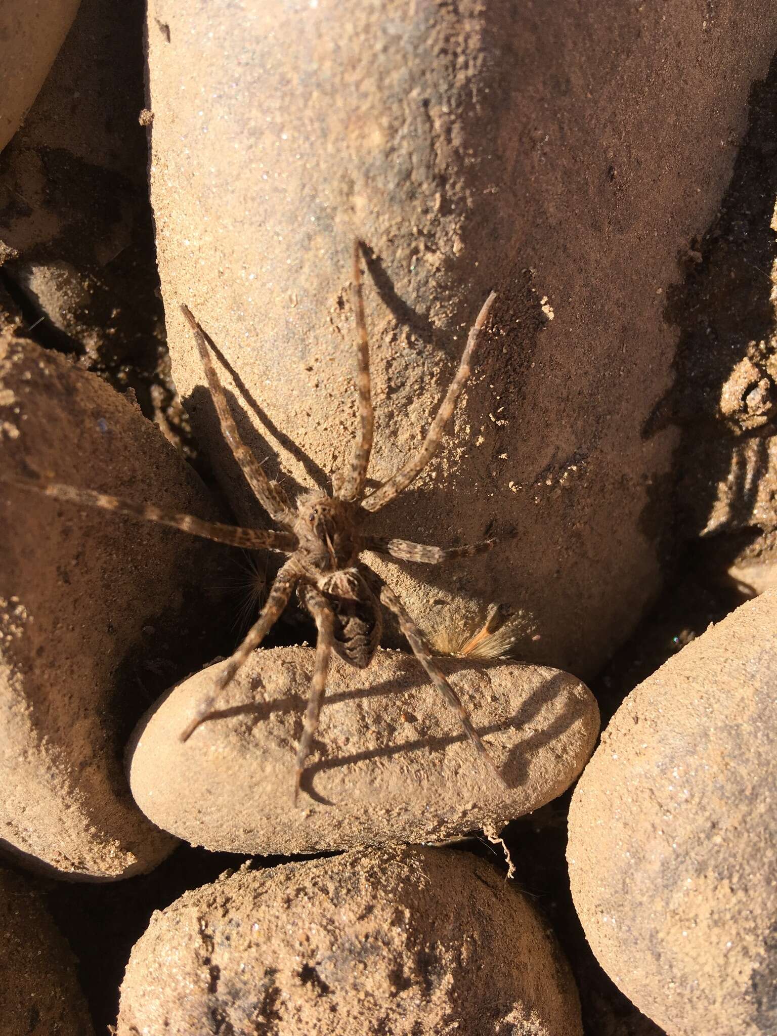 Plancia ëd Dolomedes scriptus Hentz 1845