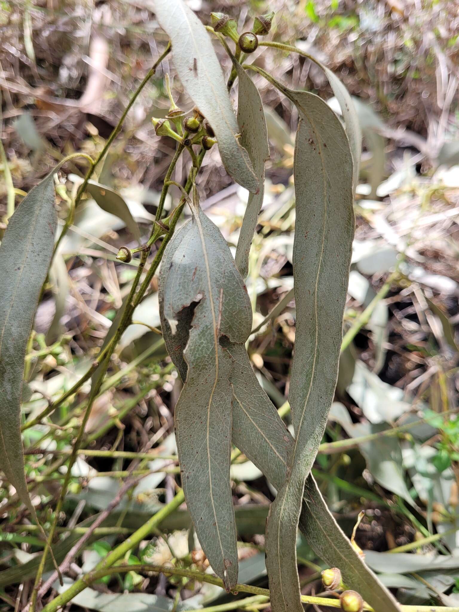 Image of Eucalyptus tereticornis subsp. basaltica A. R. Bean