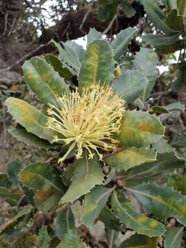 Image of holly-leaved banksia