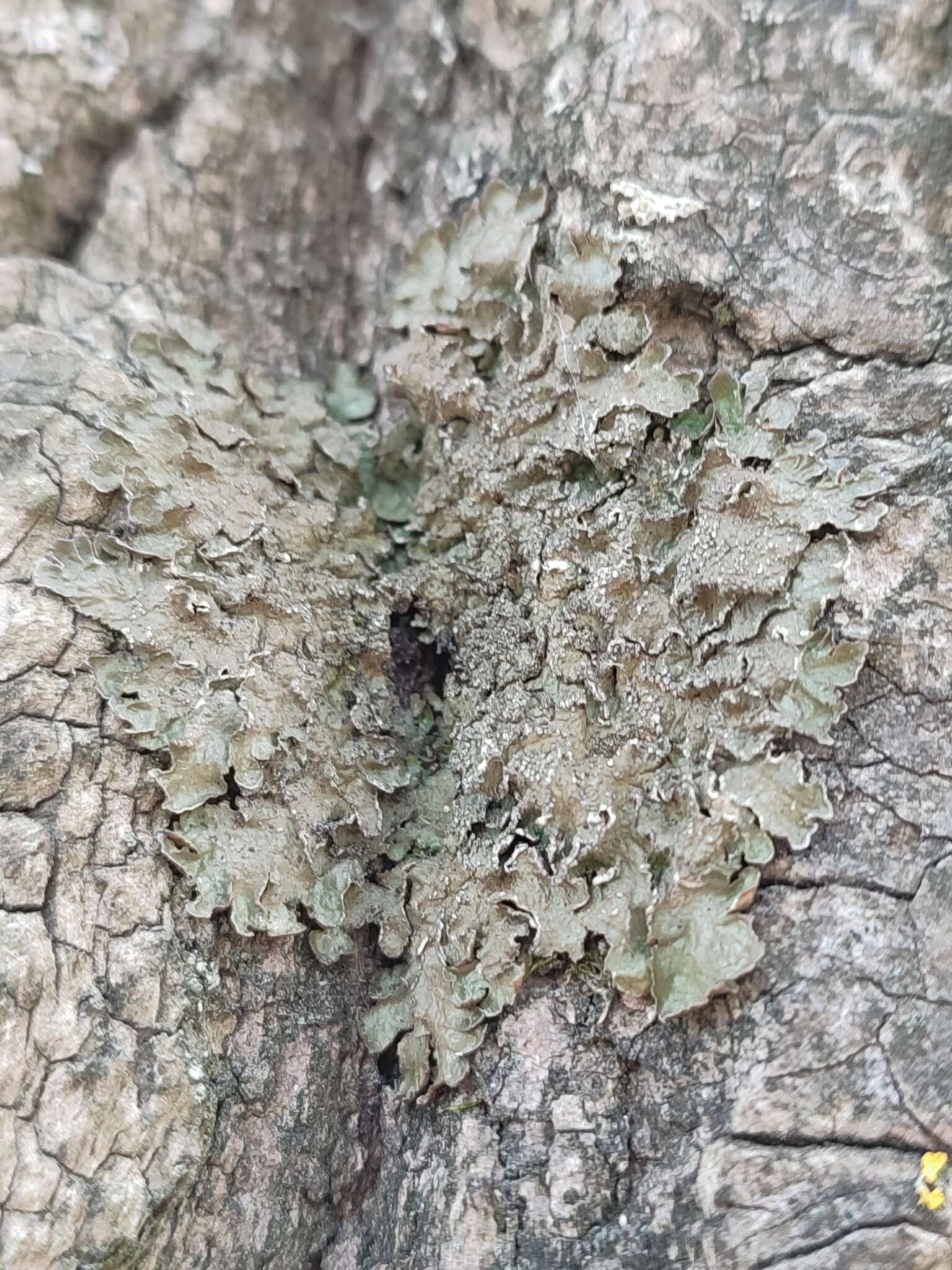 Image of melanelia lichen