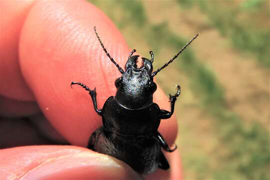 Sivun Callisthenes (Chrysostigma) cancellatus (Eschscholtz 1833) kuva