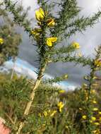 Image of Ulex parviflorus subsp. jussiaei (Webb) D. A. Webb