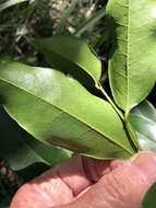 Image of Canary Beech