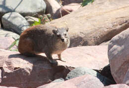 Image of Heterohyrax brucei granti (Wroughton 1910)