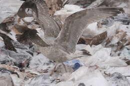 Слика од Larus argentatus argenteus Brehm, CL & Schilling 1822