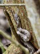 Image of Cuban Black-tailed Dwarf Boa