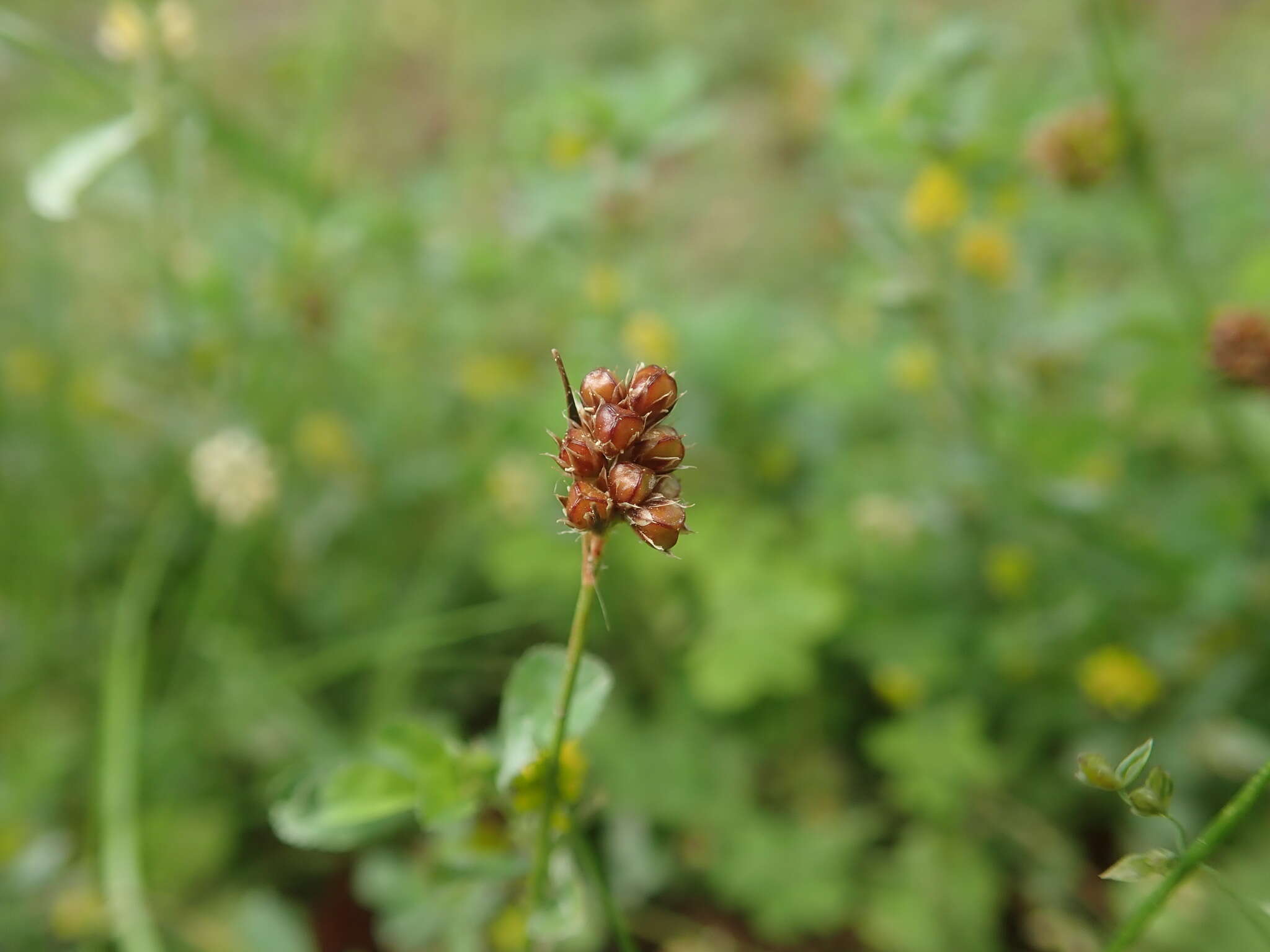 Image of Luzula capitata (Miq. ex Franch. & Sav.) Kom.