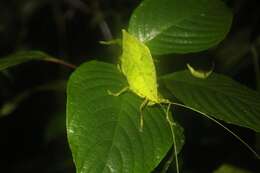 Image of Typophyllum spurioculis Baker, A., Sarria-S., G. K. Morris, Jonsson & Montealegre-Z. 2017