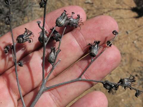 Image de Tylecodon wallichii subsp. ecklonianus (Harv.) H. Tölken