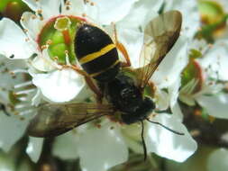 Image of Lasioglossum tertium (Dalla Torre 1896)