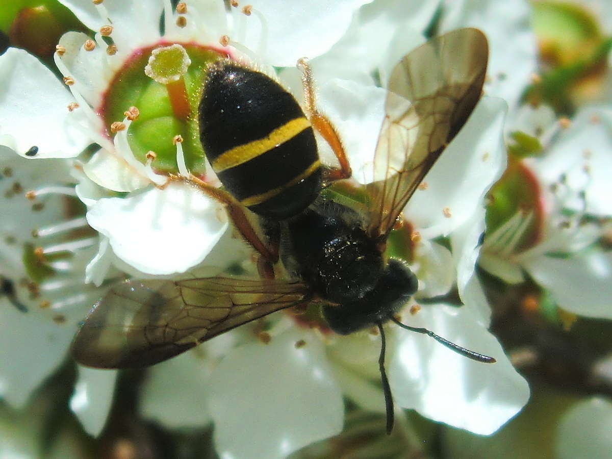 Plancia ëd Lasioglossum tertium (Dalla Torre 1896)