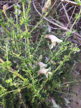 Image of Prostanthera chlorantha (F. Muell.) Benth.