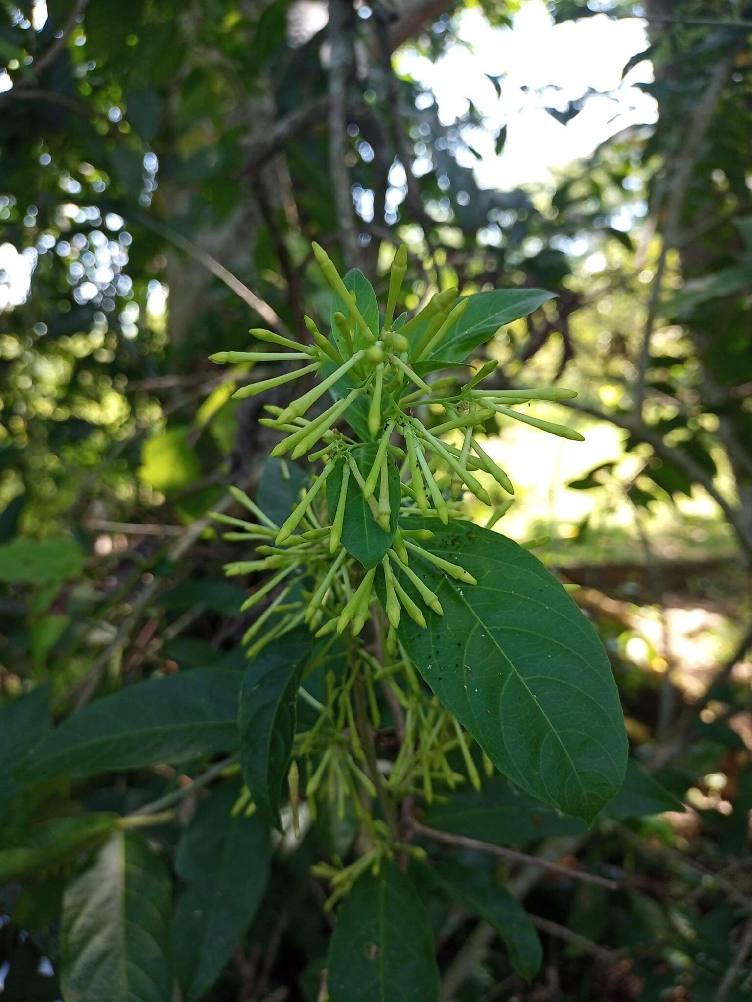 Image of Cestrum racemosum Ruiz & Pav.