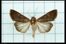 Image of pearly underwing