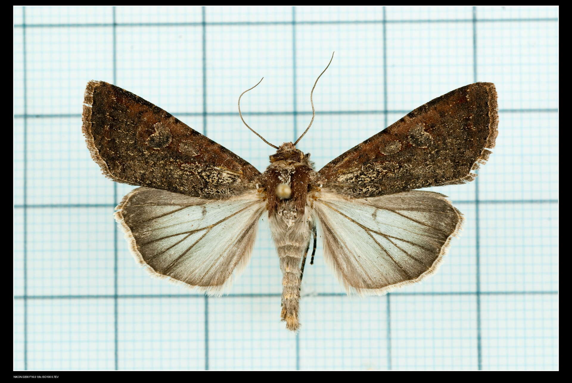 Image of pearly underwing