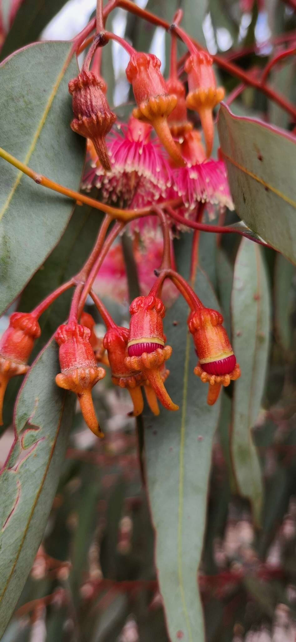 Слика од Eucalyptus torquata Luehm.