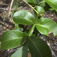 Image of Flindersia collina (F. M. Bailey) F. M. Bailey