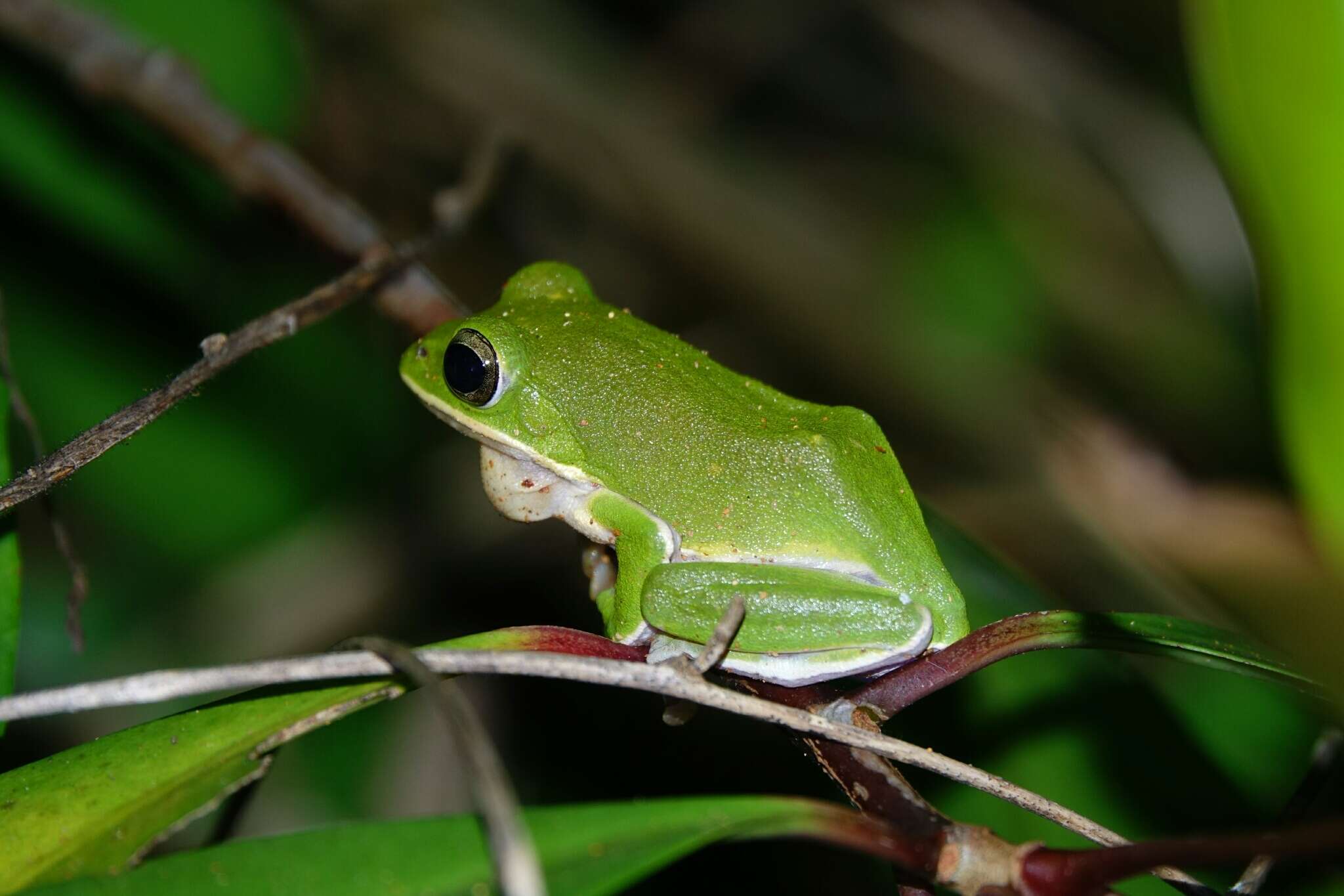 Image of Farmland green flying frog