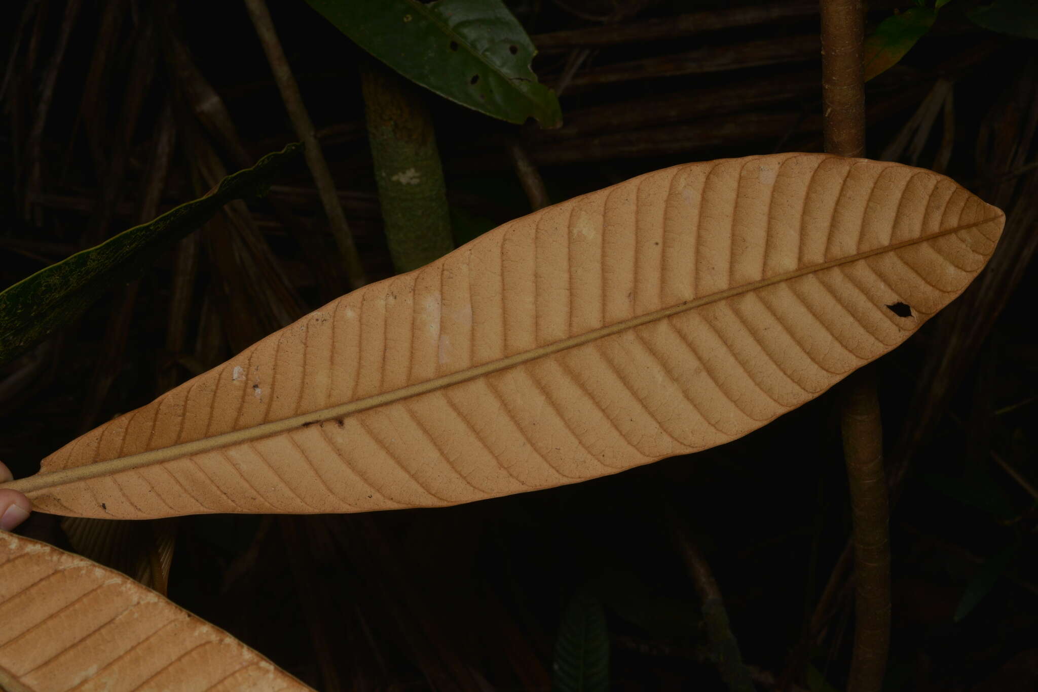 Image of Pycnandra fastuosa (Baill.) Vink