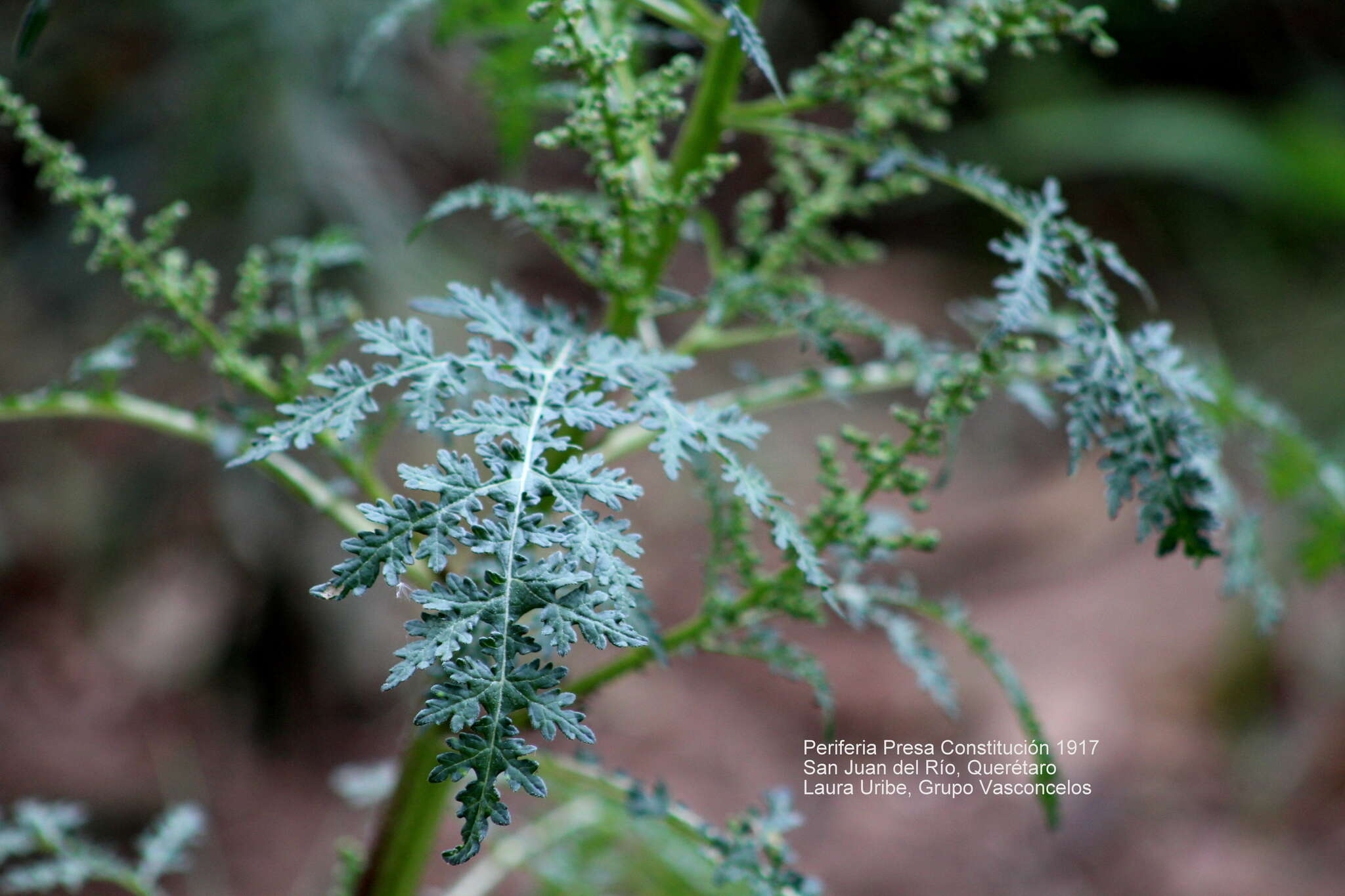 Image of Euphrosyne partheniifolia DC.