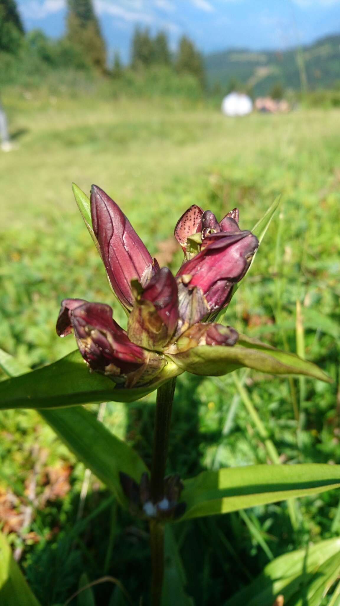 Image of Gentiana purpurea L.