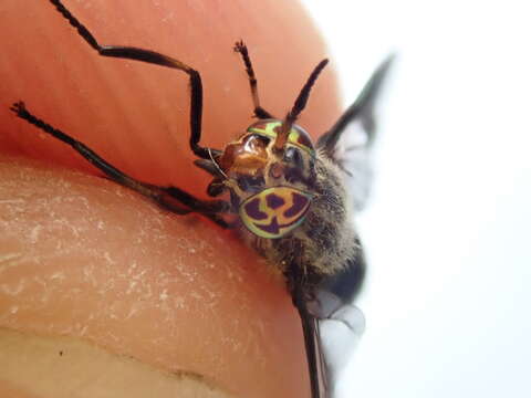 Image of Black Deer Fly