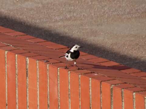 Image of Motacilla alba leucopsis Gould 1838