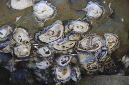 Image of Sydney rock oyster