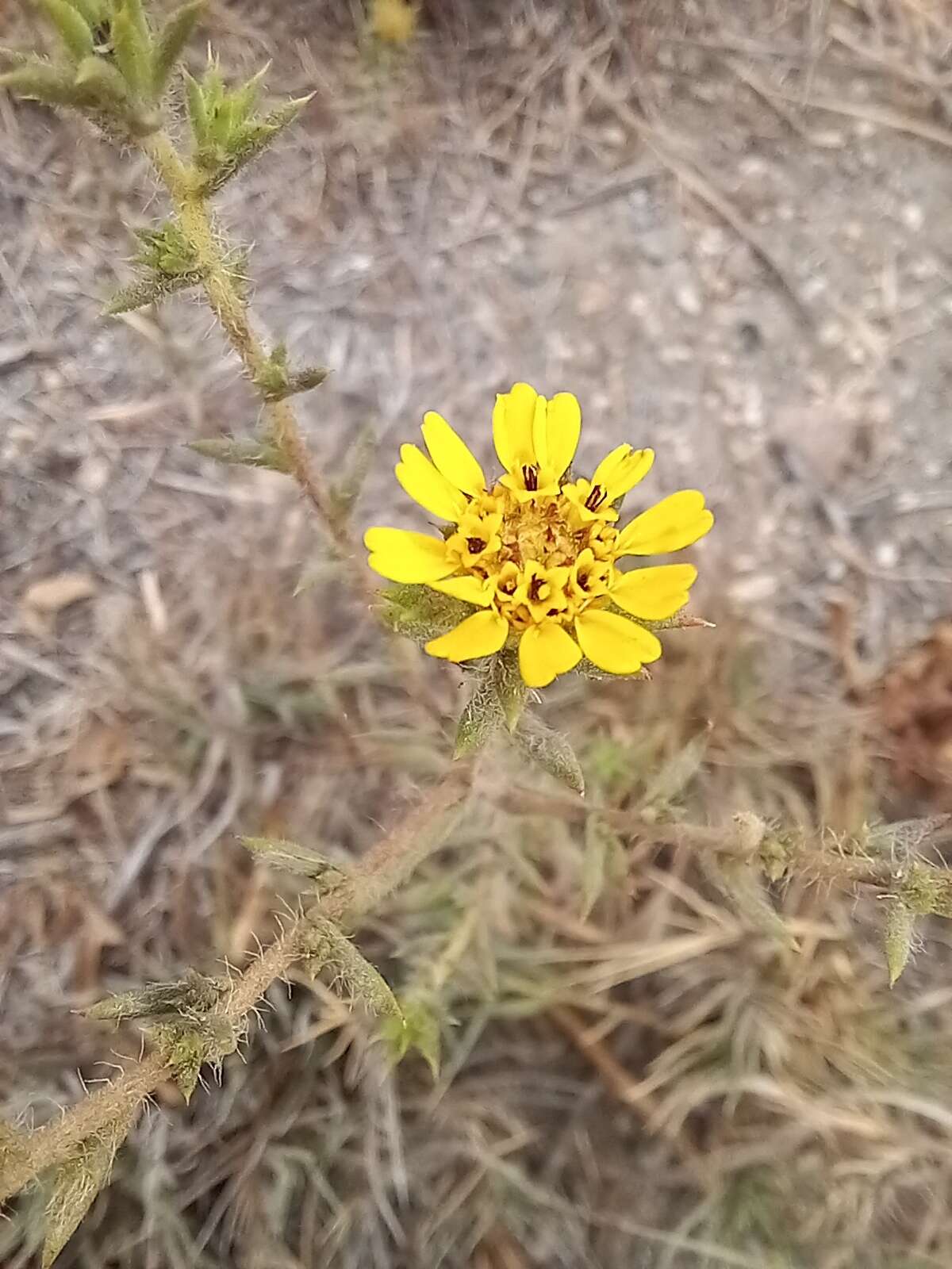 Image of Parry's False Tarplant