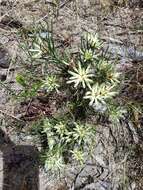 Image of Petrophile brevifolia Lindley