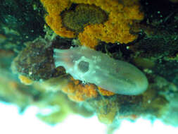 Image of Sea squirt