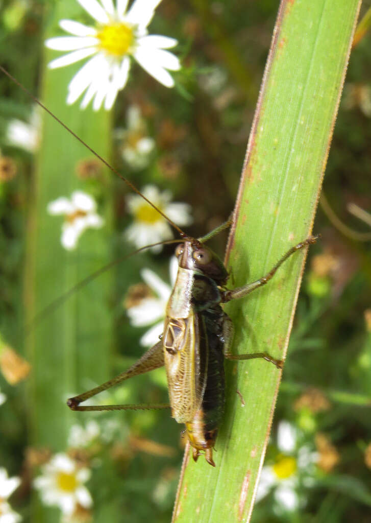 Image of Woodland Meadow Katydid