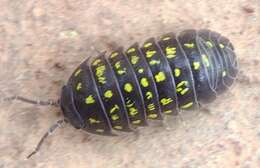 Image of Armadillidium quinquepustulatum Budde-Lund 1885