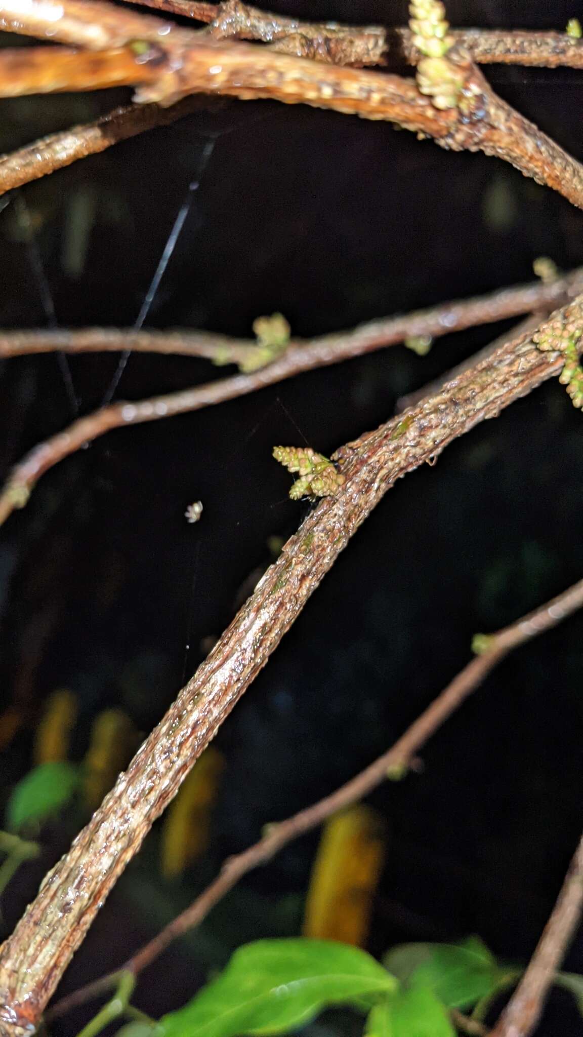 Image of Zygia longifolia (Willd.) Britton & Rose