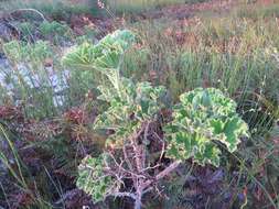 Слика од Pelargonium cucullatum subsp. tabulare B. Volschenk