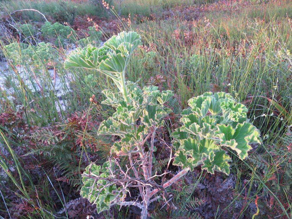 Слика од Pelargonium cucullatum subsp. tabulare B. Volschenk