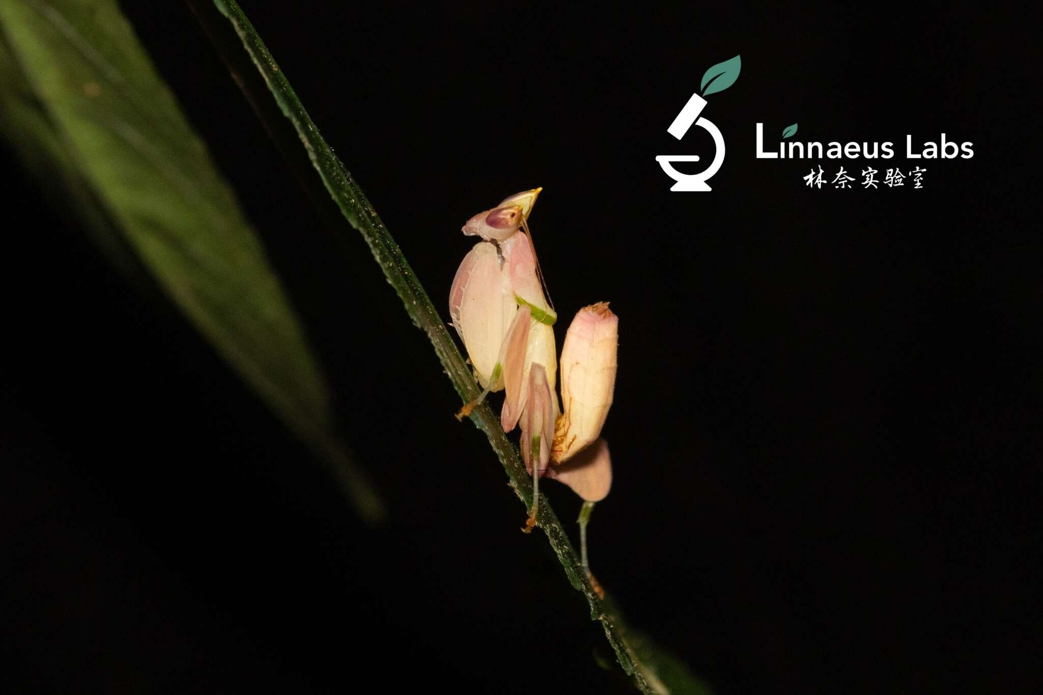 Image of Orchid mantis