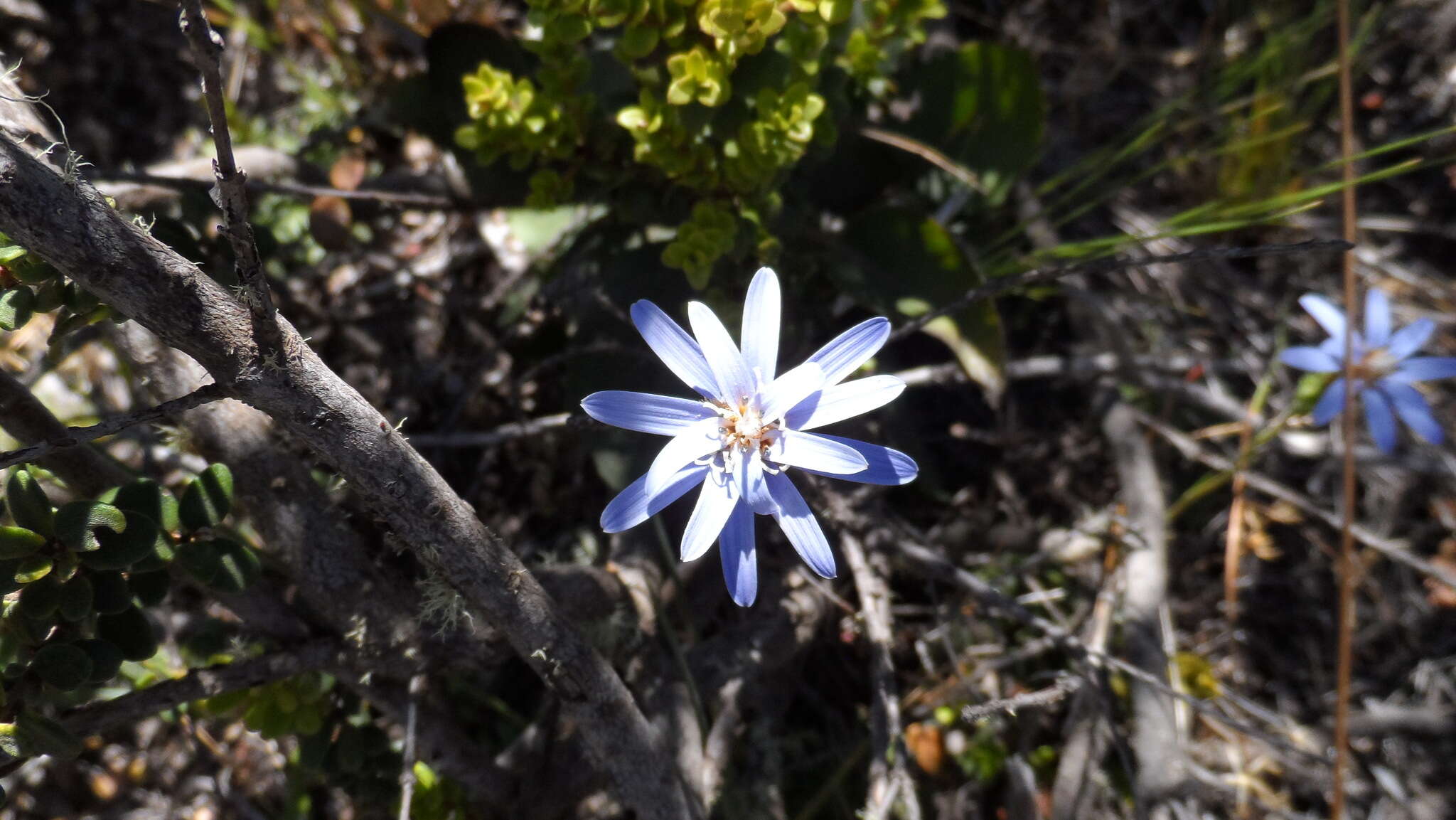 Image of Perezia recurvata (Vahl) Less.