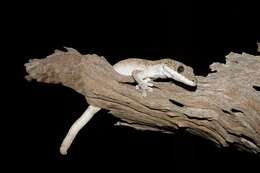 Image of Cape York Pad-tail Gecko