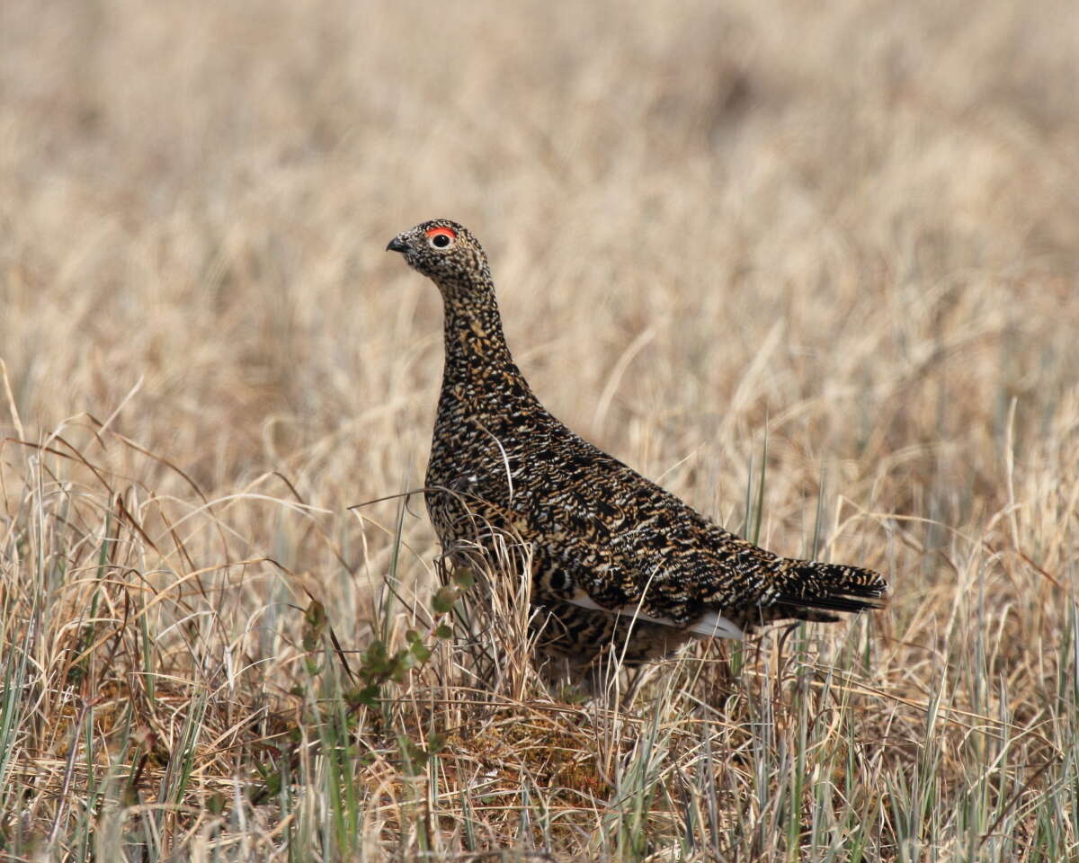 Image of Willow Grouse and Red Grouse