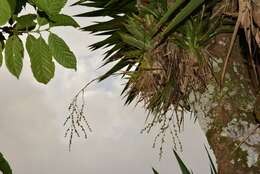 Image of Catopsis paniculata É. Morren