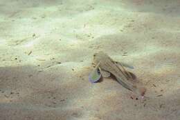 Image of Sapphirine Gurnard