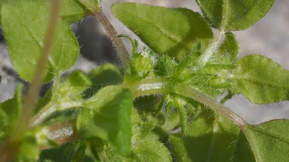 Image of Parietaria hespera var. hespera