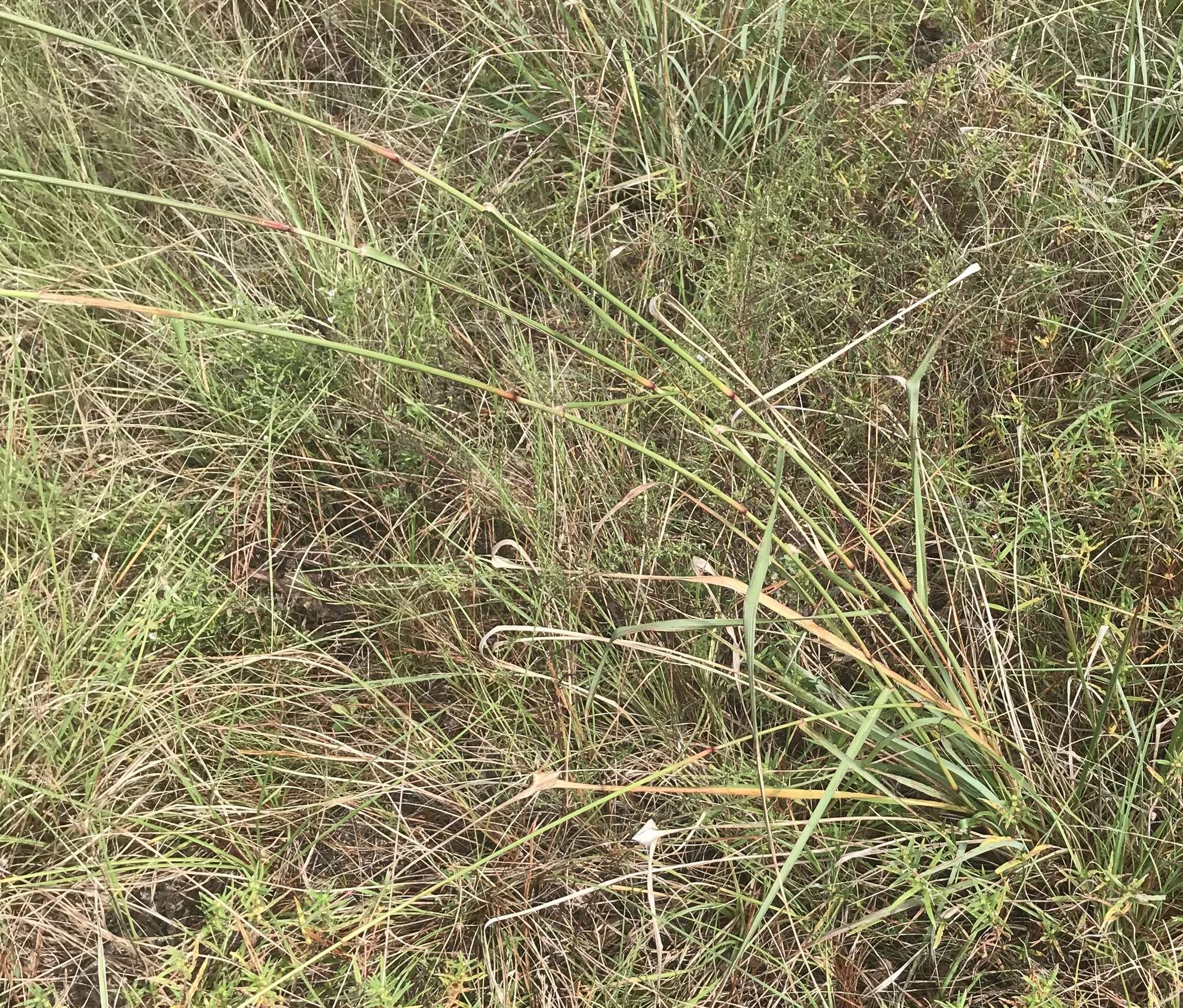 Image of Long-Spike Fluff Grass