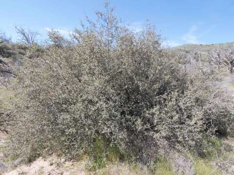 Image of Desert Scrub Oak